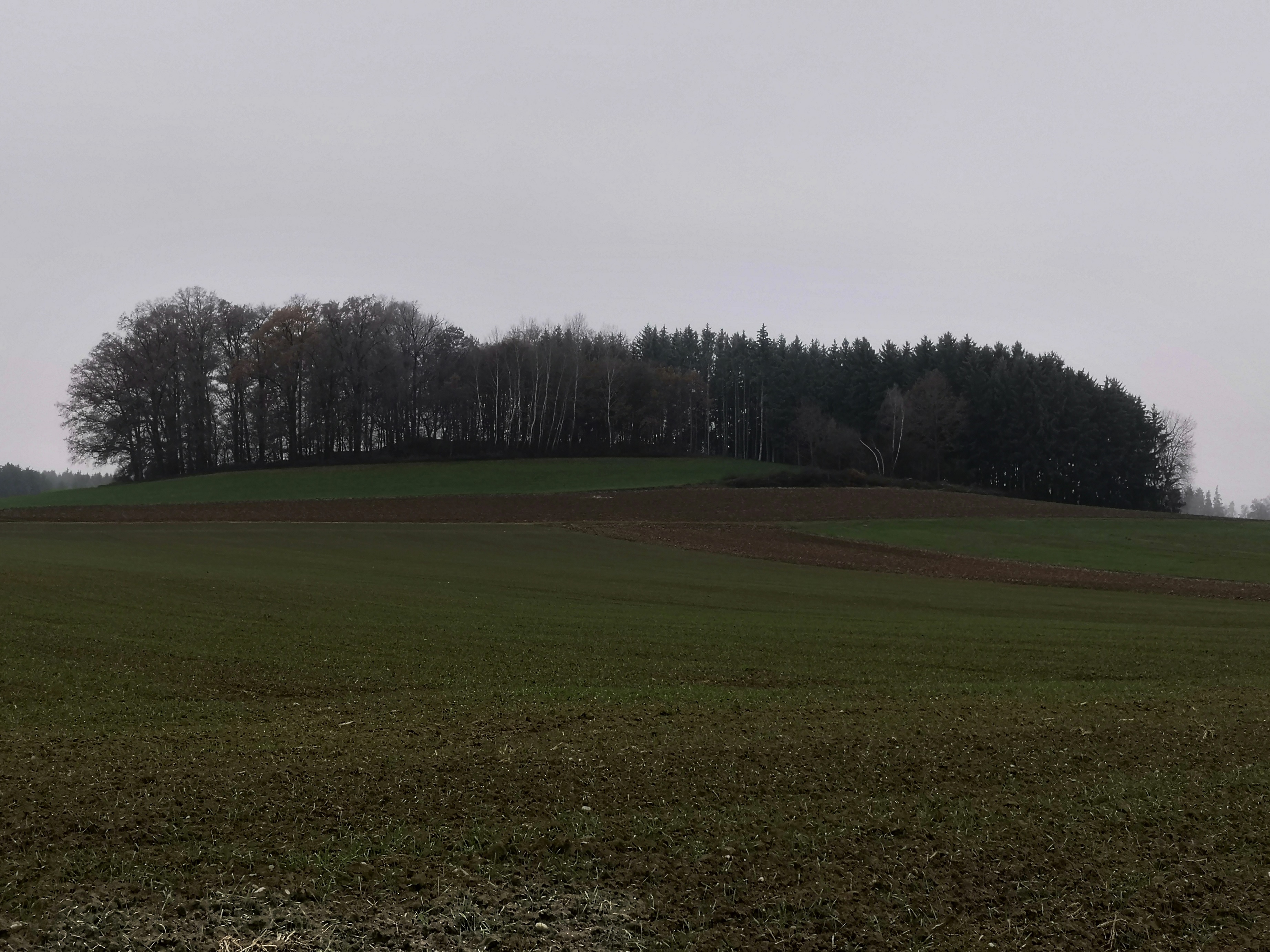 Behingen