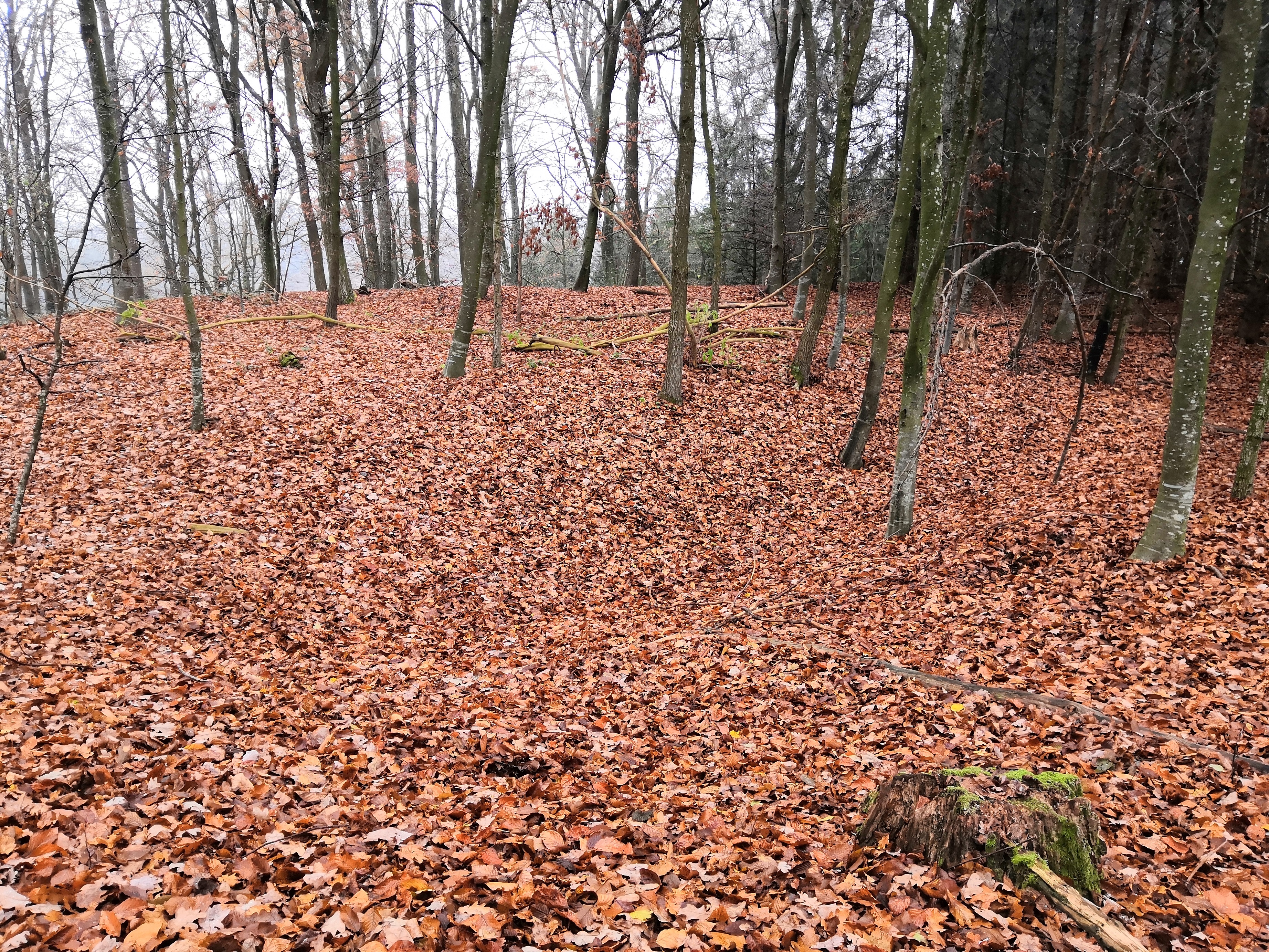 Behlingen4