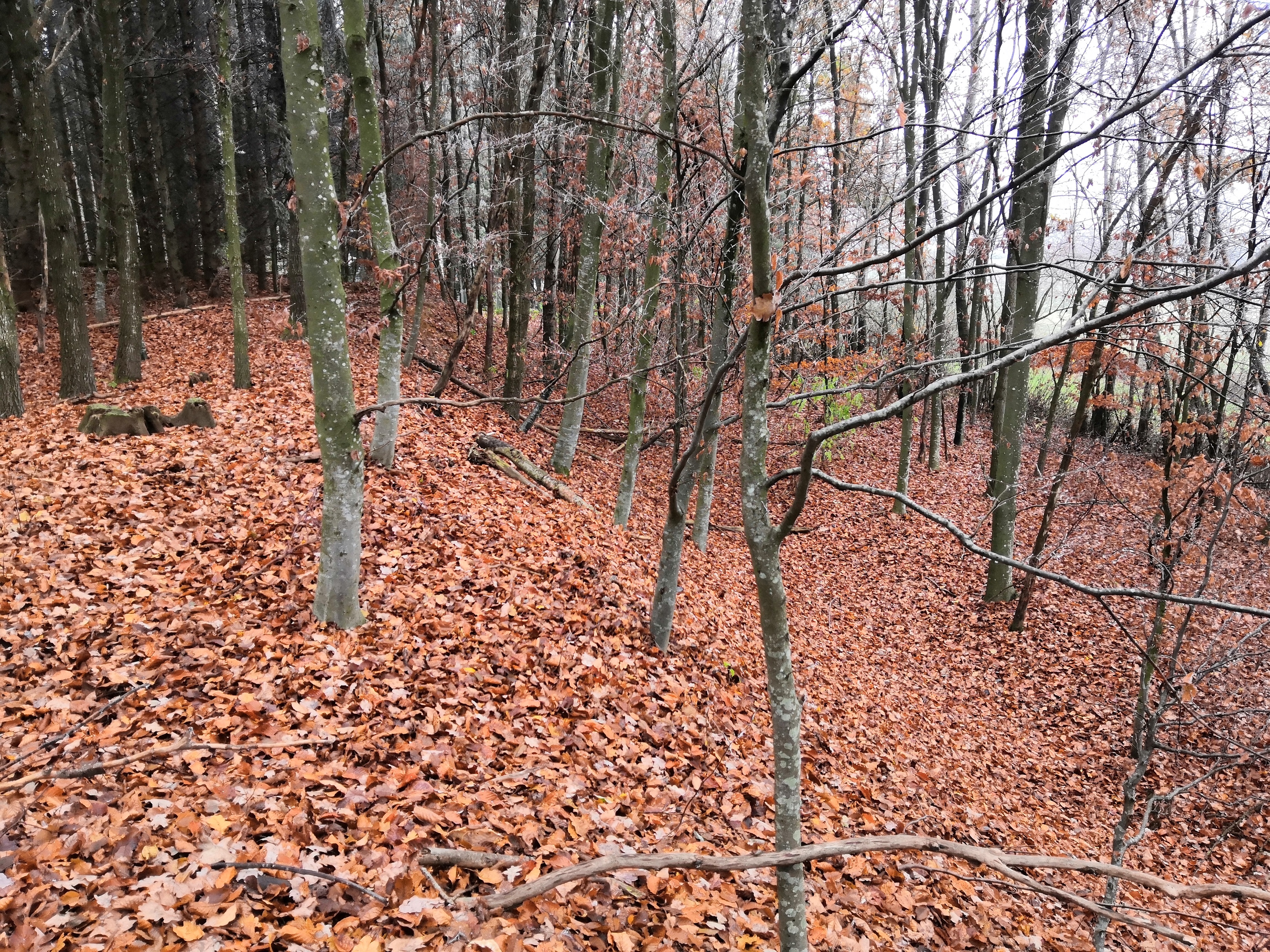 Behlingen5