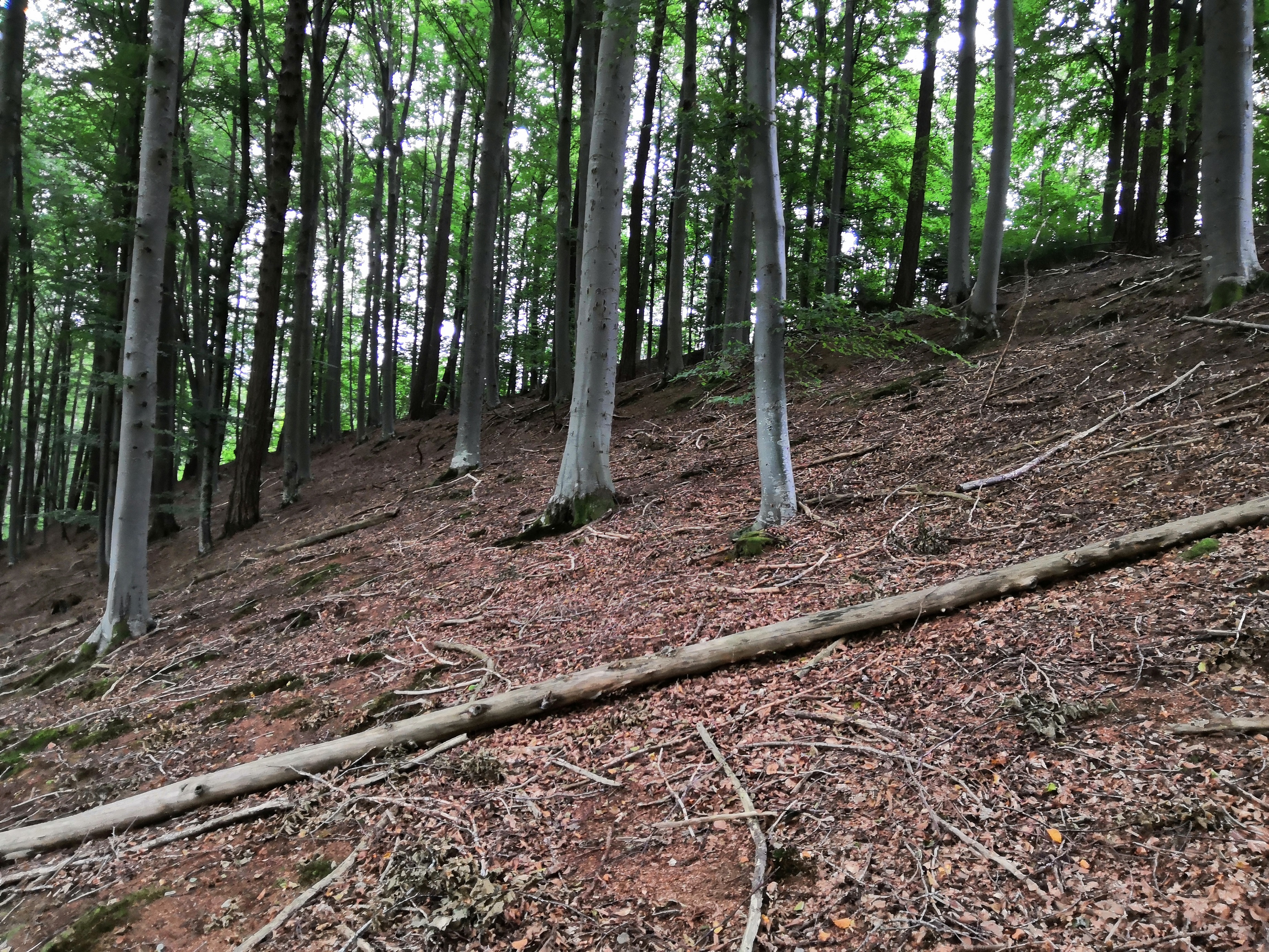 Hagenried2