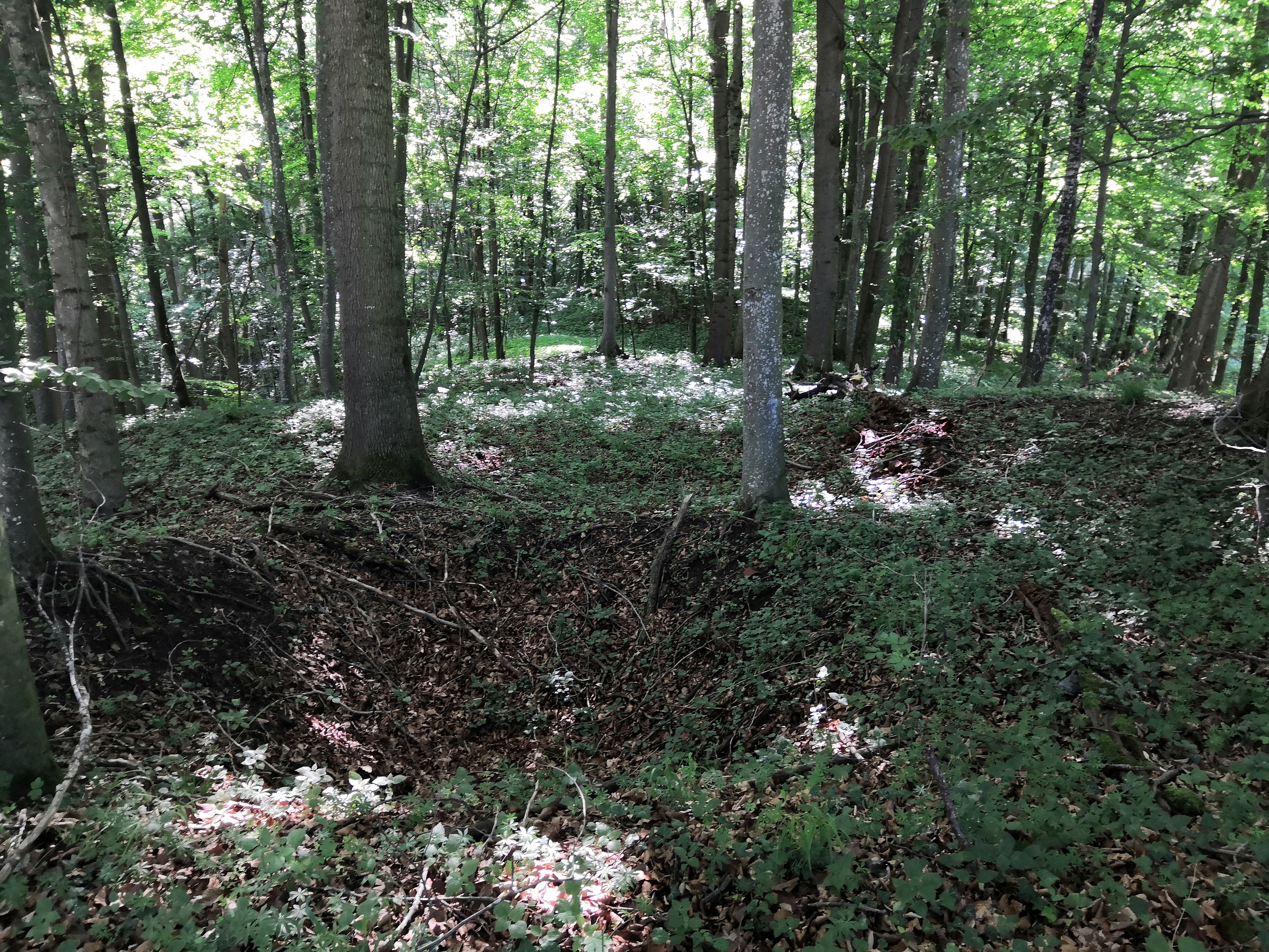 Hasberg 3