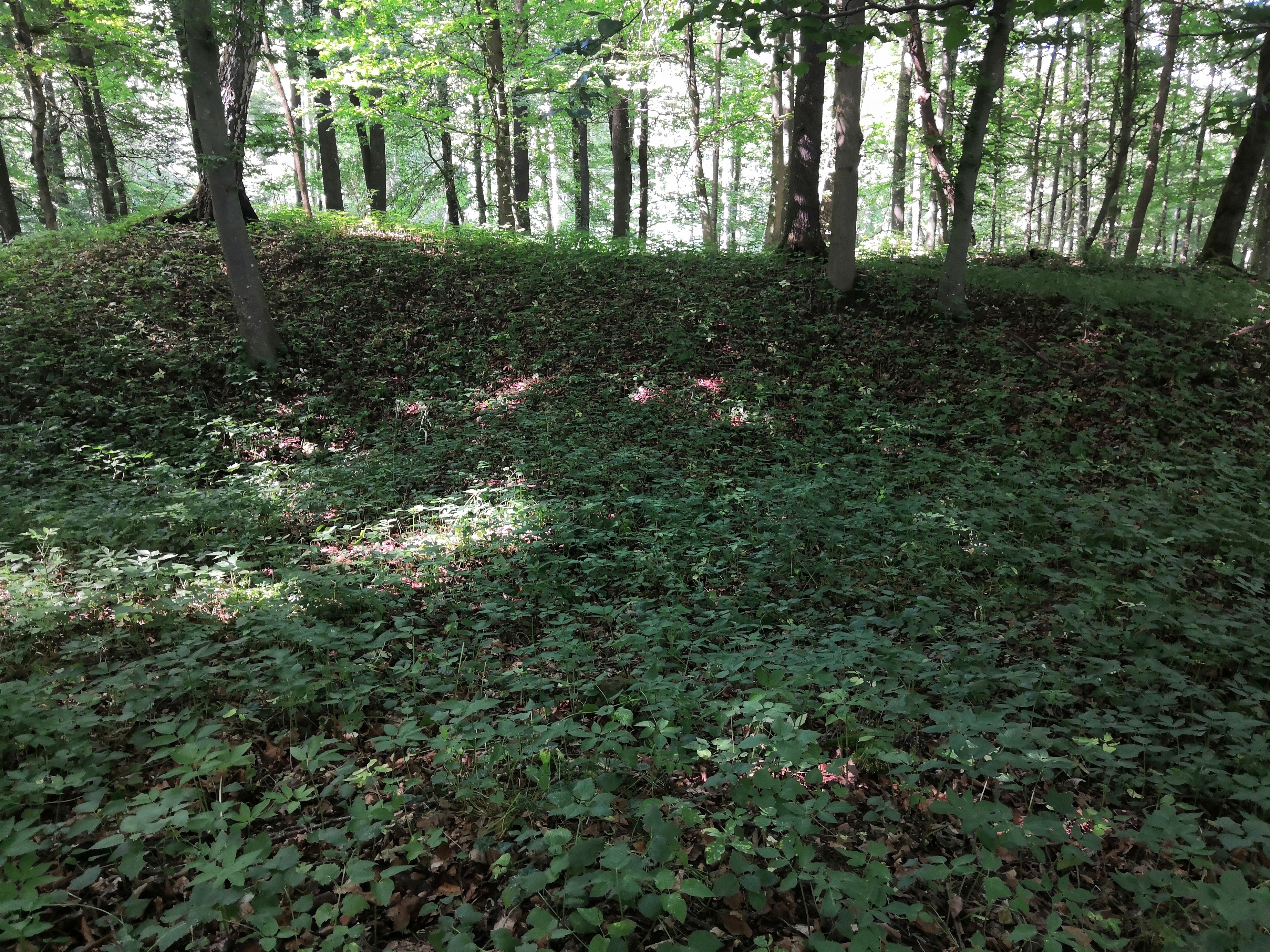Hasberg 5