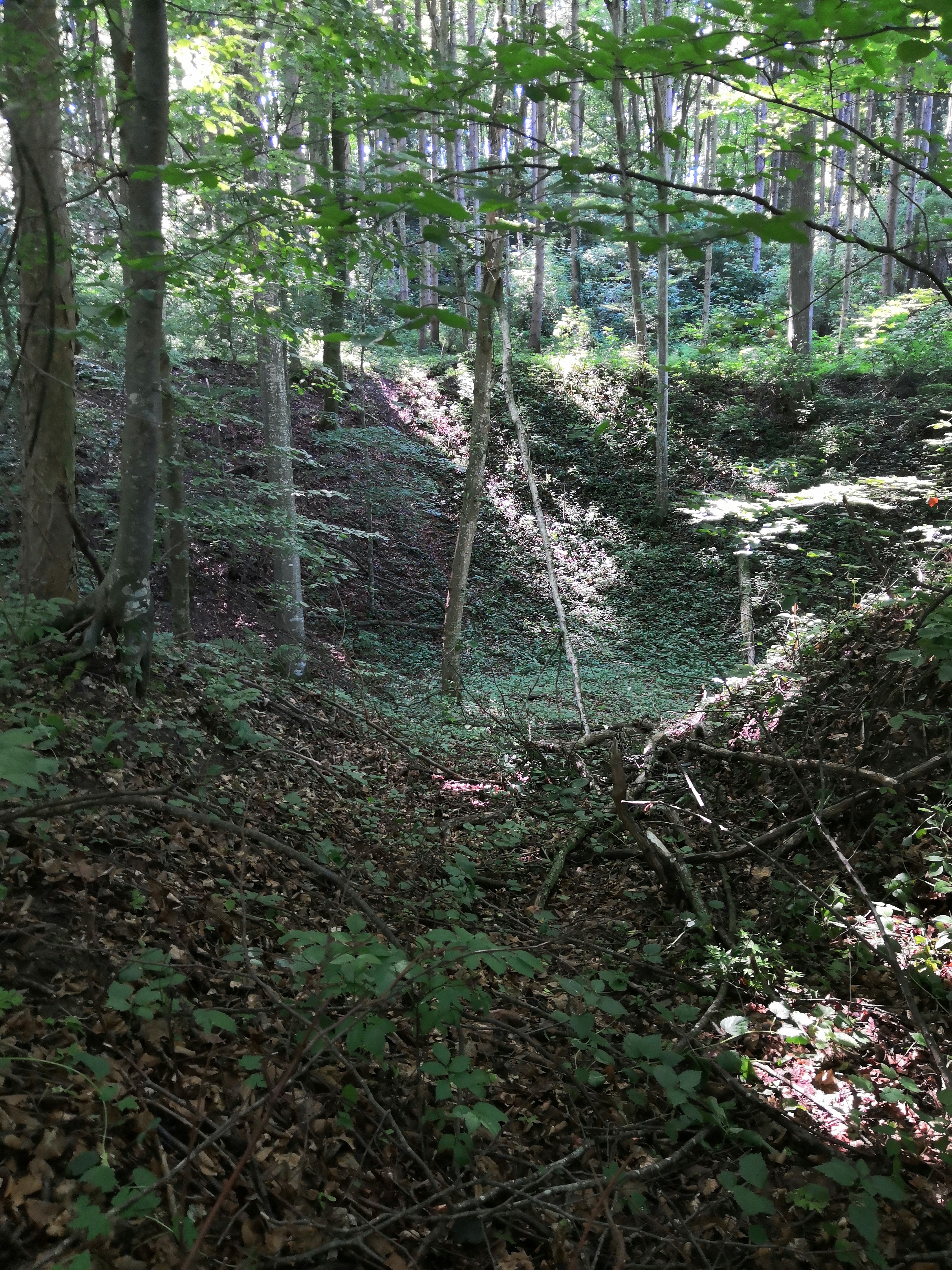 Hasberg 7