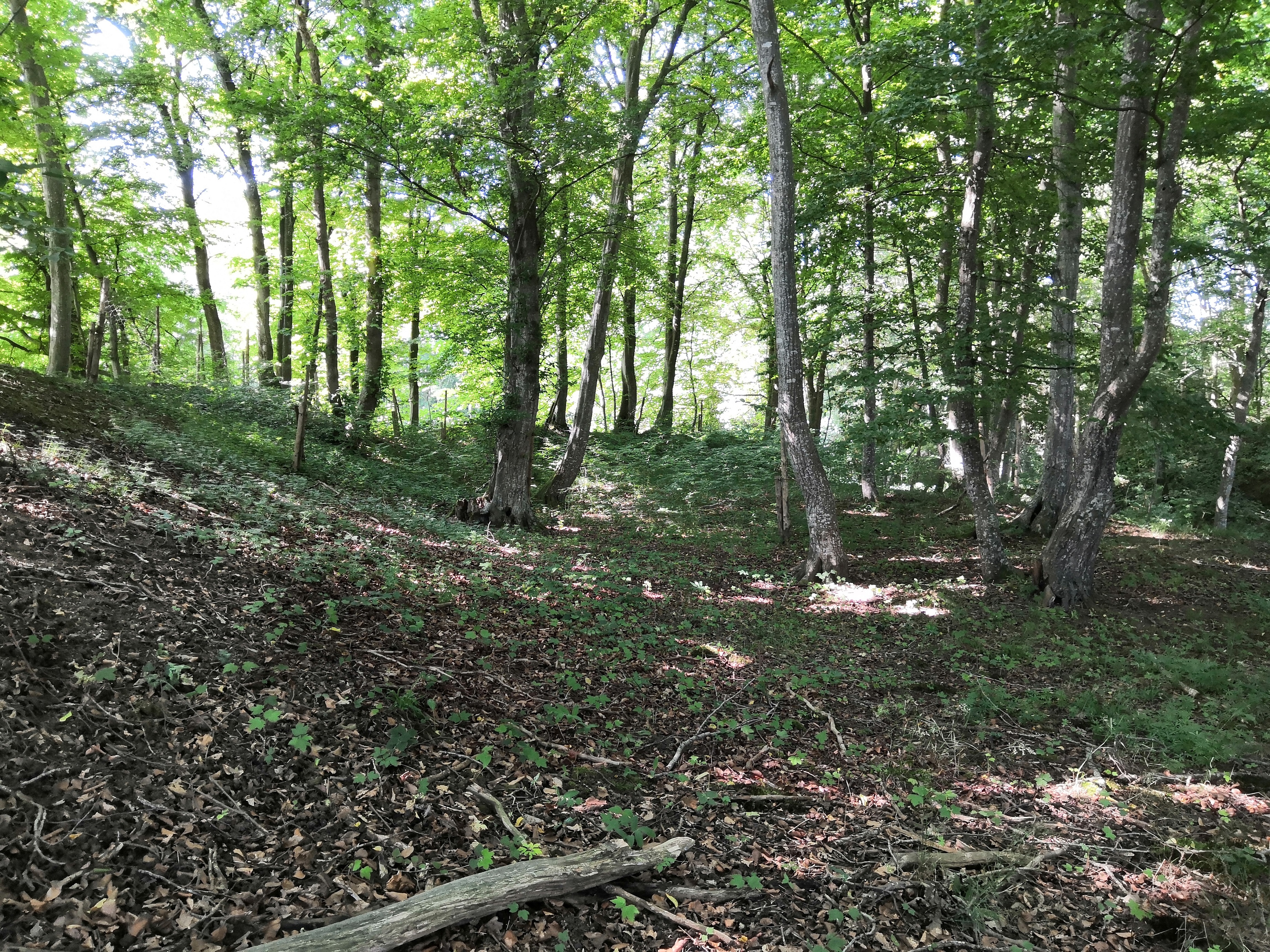 Wiesenbach3
