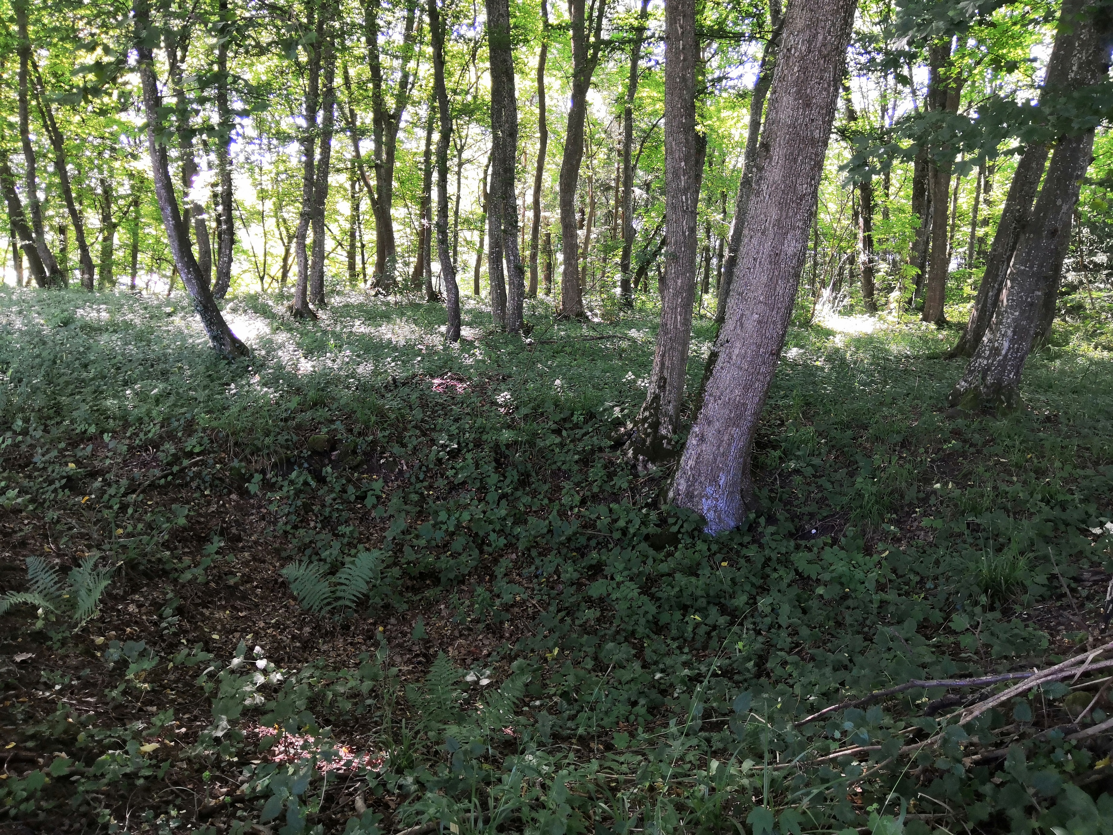 Wiesenbach5
