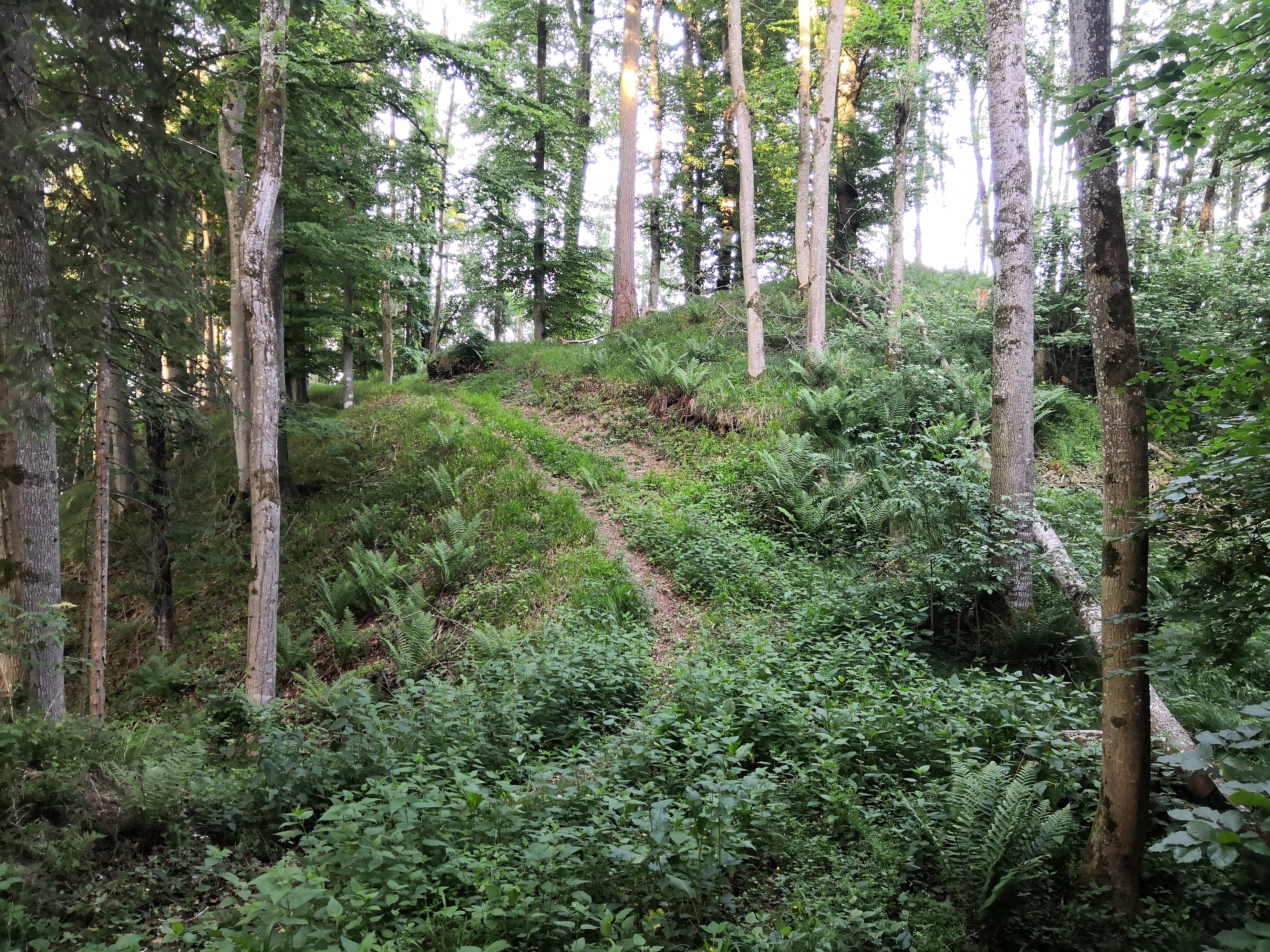zell1