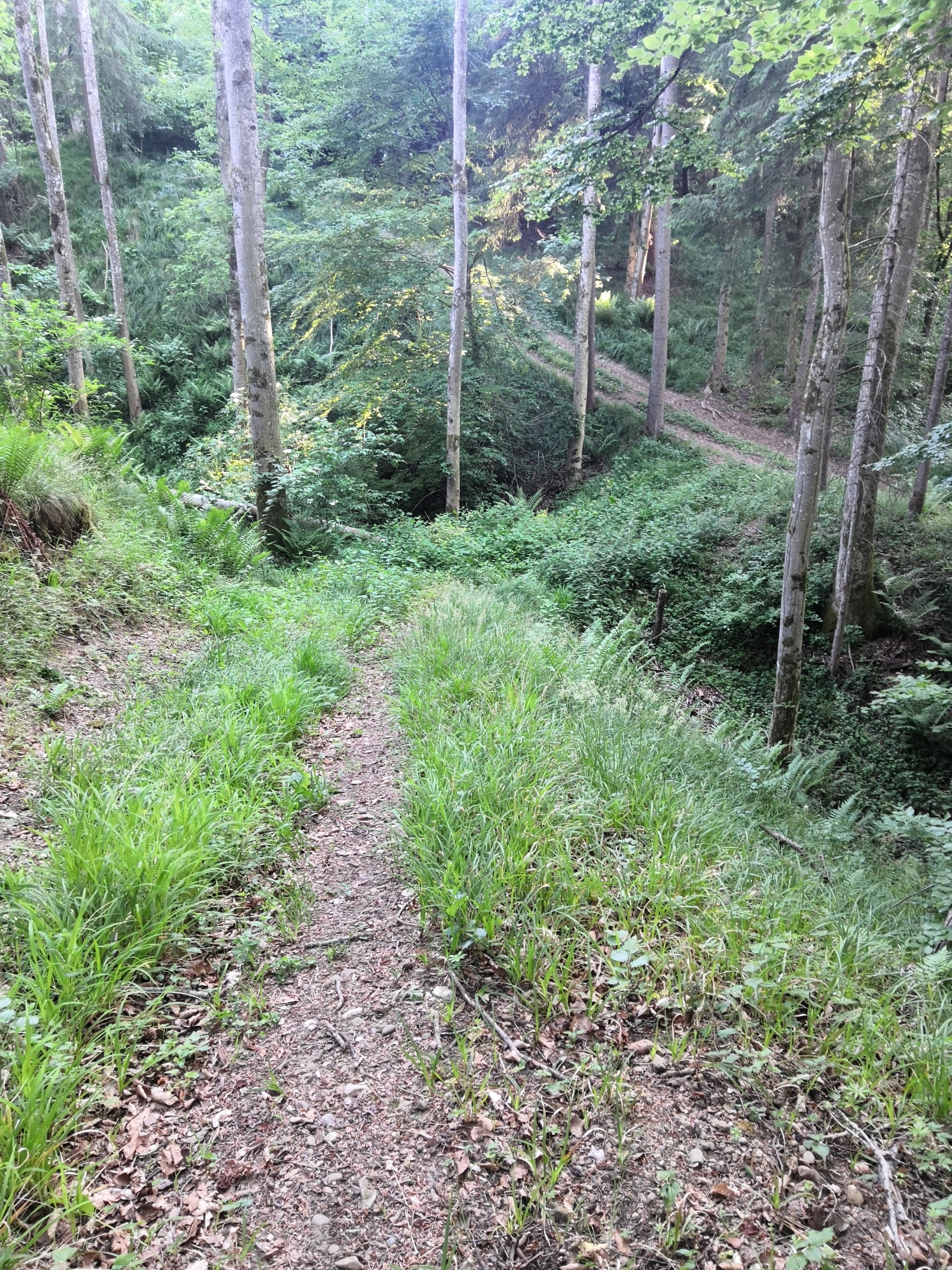 zell2