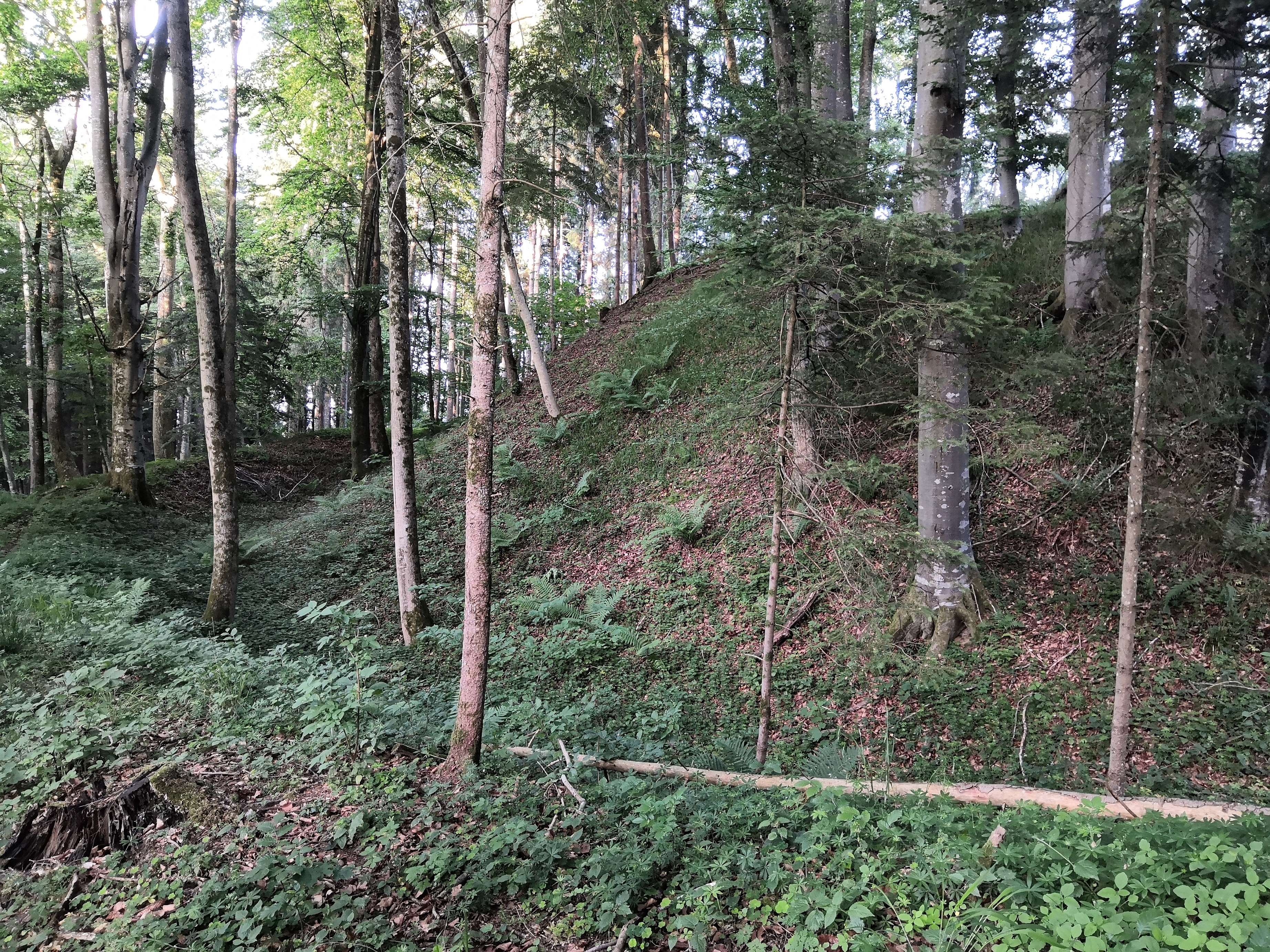 zell5