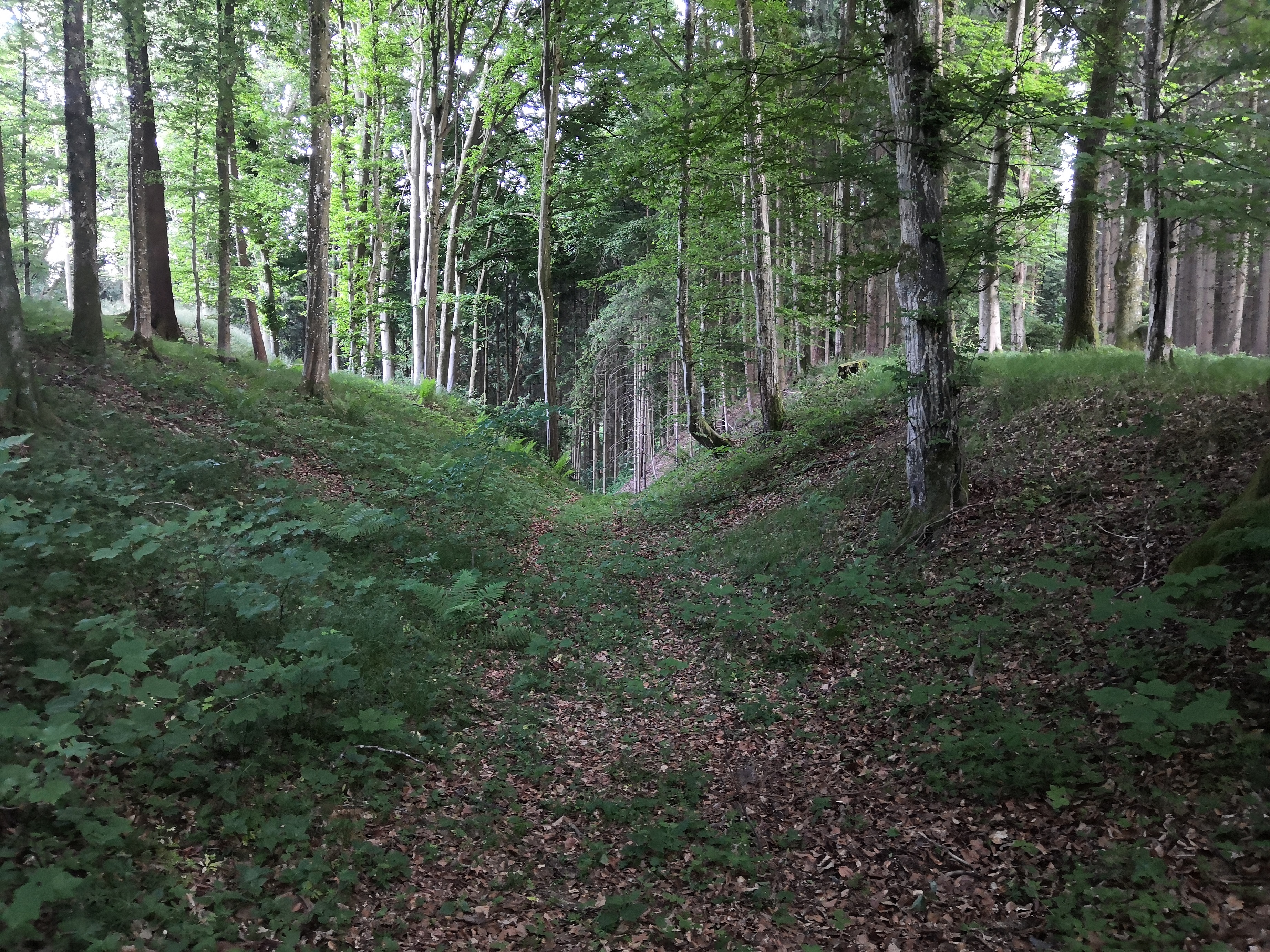 zell6